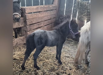 Cavallo in miniatura americano, Stallone, Puledri (06/2026), 80 cm, Può diventare grigio