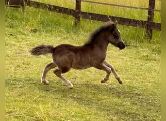 Cavallo in miniatura americano, Stallone, Puledri (04/2026), 86 cm, Morello