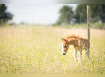 Cavallo in miniatura americano, Stallone, Puledri
 (05/2023), Sabino