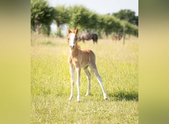 Cavallo in miniatura americano, Stallone, Puledri
 (05/2023), Sabino