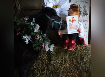 Cavallo mingreliano, Giumenta, 10 Anni, 84 cm, Pezzato