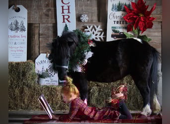 Cavallo mingreliano, Giumenta, 10 Anni, 84 cm, Pezzato