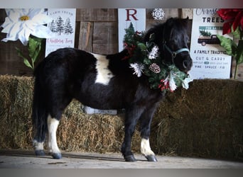 Cavallo mingreliano, Giumenta, 10 Anni, 84 cm, Pezzato