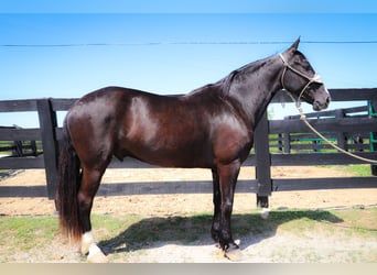Cavallo Morgan, Castrone, 11 Anni, 150 cm, Morello