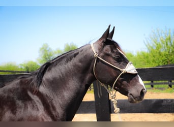 Cavallo Morgan, Castrone, 11 Anni, 150 cm, Morello