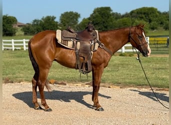 Cavallo Morgan, Castrone, 12 Anni, 157 cm, Sauro ciliegia