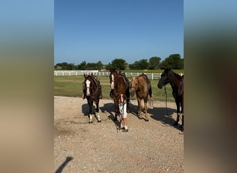 Cavallo Morgan, Castrone, 12 Anni, 157 cm, Sauro ciliegia