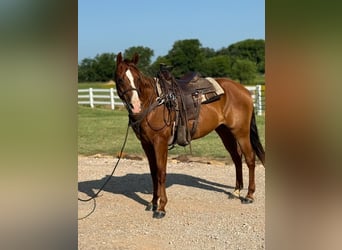 Cavallo Morgan, Castrone, 12 Anni, 157 cm, Sauro ciliegia