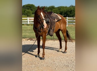 Cavallo Morgan, Castrone, 12 Anni, 157 cm, Sauro ciliegia