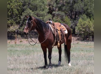 Cavallo Morgan, Castrone, 15 Anni, 145 cm, Baio ciliegia