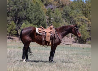 Cavallo Morgan, Castrone, 15 Anni, 145 cm, Baio ciliegia