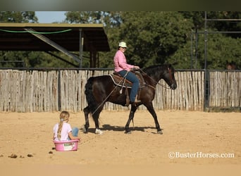Cavallo Morgan, Castrone, 15 Anni, 152 cm, Morello