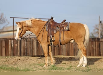 Cavallo Morgan Mix, Castrone, 15 Anni, 157 cm, Palomino