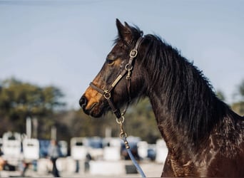 Cavallo Morgan, Castrone, 16 Anni, 143 cm, Baio scuro