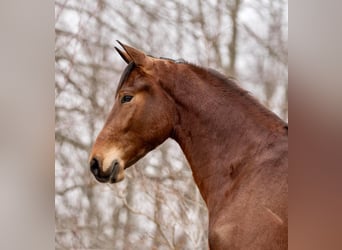 Cavallo Morgan, Castrone, 3 Anni, 163 cm, Baio ciliegia