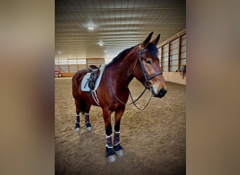 Cavallo Morgan, Castrone, 3 Anni, 163 cm, Baio ciliegia