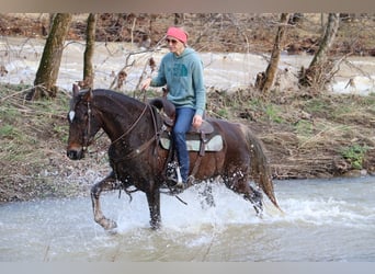 Cavallo Morgan, Castrone, 4 Anni, Baio
