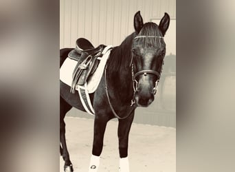 Cavallo Morgan, Castrone, 5 Anni, 152 cm, Morello