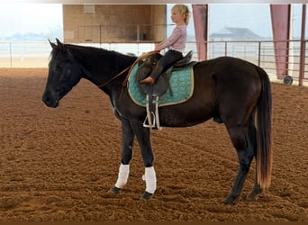 Cavallo Morgan, Castrone, 5 Anni, 152 cm, Morello