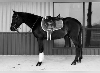 Cavallo Morgan, Castrone, 5 Anni, 152 cm, Morello