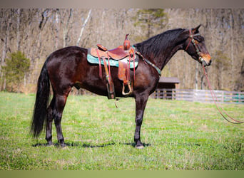 Cavallo Morgan, Castrone, 5 Anni, Baio ciliegia