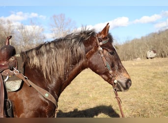 Cavallo Morgan, Castrone, 5 Anni, Baio