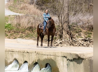 Cavallo Morgan, Castrone, 6 Anni, 147 cm, Baio