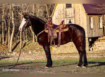 Cavallo Morgan, Castrone, 6 Anni, 147 cm