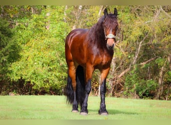 Cavallo Morgan, Castrone, 6 Anni, 165 cm, Baio ciliegia