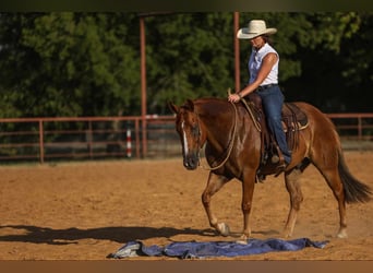 Cavallo Morgan, Castrone, 8 Anni, 155 cm, Sauro ciliegia