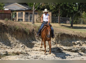 Cavallo Morgan, Castrone, 8 Anni, 155 cm, Sauro ciliegia