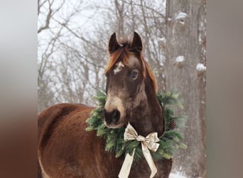 Cavallo Morgan Mix, Castrone, 9 Anni, 145 cm