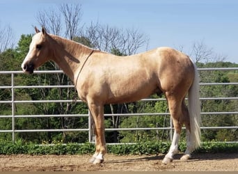 Cavallo Morgan, Castrone, 9 Anni, 152 cm, Baio chiaro