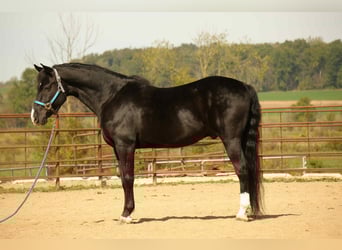 Cavallo Morgan, Castrone, 9 Anni, 155 cm
