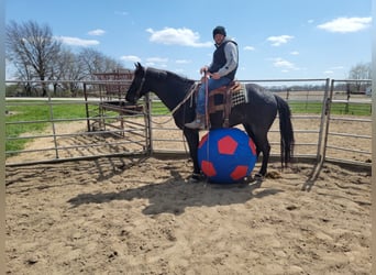 Cavallo Morgan, Castrone, 9 Anni, 155 cm, Roano blu