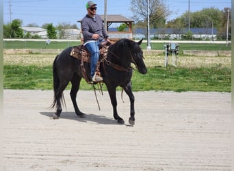 Cavallo Morgan, Castrone, 9 Anni, 155 cm, Roano blu