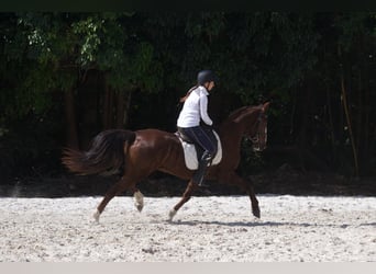 Cavallo Morgan Mix, Giumenta, 11 Anni, 160 cm, Sauro scuro