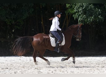 Cavallo Morgan Mix, Giumenta, 11 Anni, 160 cm, Sauro scuro