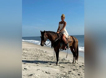 Cavallo Morgan, Giumenta, 15 Anni, 152 cm, Sauro ciliegia