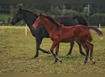 Cavallo Morgan, Giumenta, 1 Anno, 150 cm, Baio