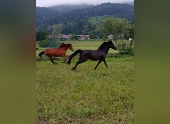 Cavallo Morgan, Giumenta, 1 Anno, 150 cm, Baio ciliegia