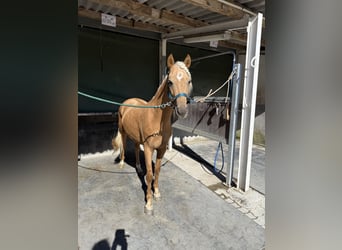 Cavallo Morgan, Giumenta, 5 Anni, 158 cm, Grullo