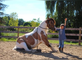 Cavallo Morgan, Giumenta, 6 Anni, 137 cm, Pelle di daino