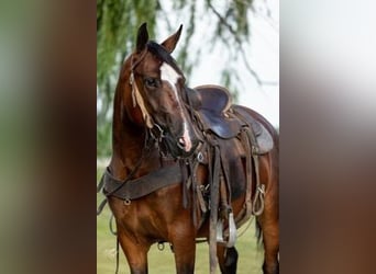 Cavallo Morgan, Giumenta, 6 Anni, 155 cm, Baio ciliegia