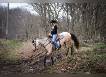 Cavallo Morgan, Giumenta, 7 Anni, 152 cm, Pelle di daino