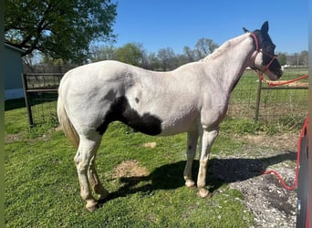 Cavallo Morgan, Giumenta, 7 Anni, 60 cm, Bianco