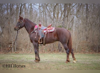 Cavallo Morgan, Giumenta, 8 Anni, 150 cm, Baio