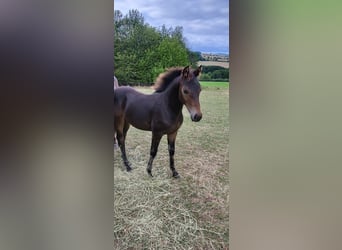 Cavallo Morgan, Stallone, 1 Anno, 148 cm, Baio scuro