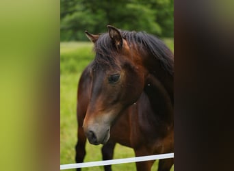 Cavallo Morgan, Stallone, 1 Anno, 153 cm, Baio scuro