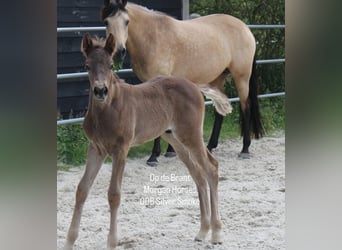 Cavallo Morgan, Stallone, 1 Anno, 154 cm, Grullo